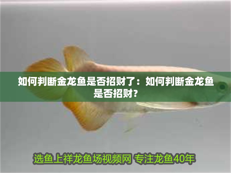 如何判斷金龍魚是否招財了：如何判斷金龍魚是否招財？