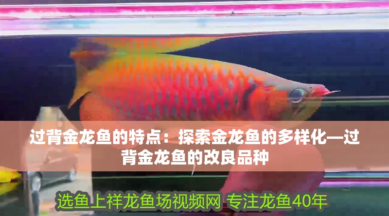 過背金龍魚的特點：探索金龍魚的多樣化—過背金龍魚的改良品種