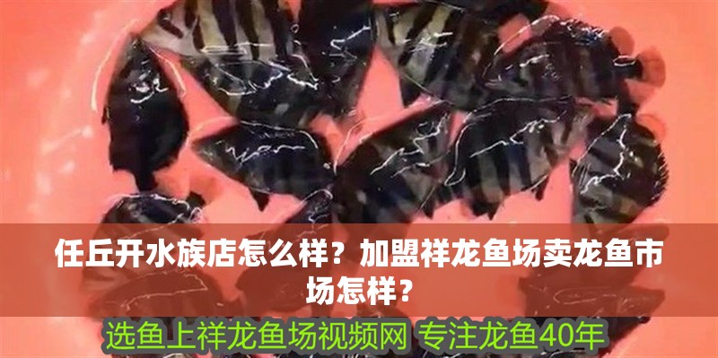 <strong><mark>任丘</mark></strong>開水族店怎么樣？加盟祥龍魚場賣龍魚市場怎樣？
