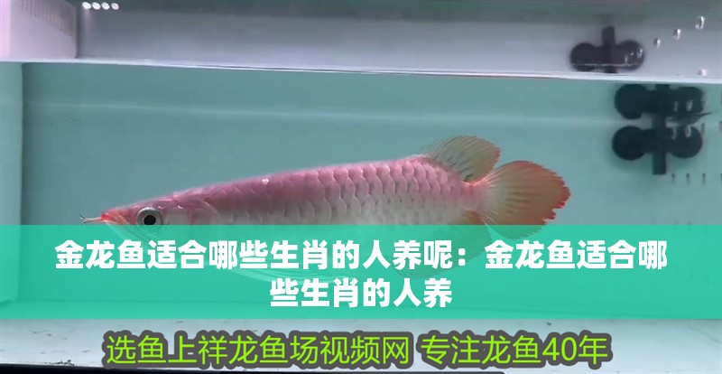 金龍魚適合哪些生肖的人養呢：金龍魚適合哪些生肖的人養
