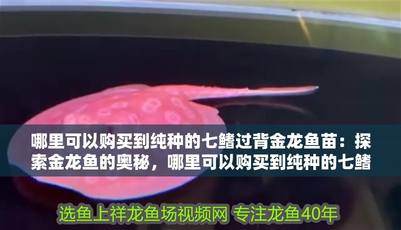 哪里可以購買到純種的七鰭過背金龍魚苗：探索金龍魚的奧秘，哪里可以購買到純種的七鰭過背金龍魚？