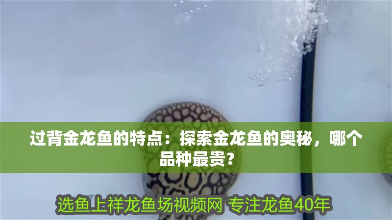 過背金龍魚的特點：探索金龍魚的奧秘，哪個品種最貴？