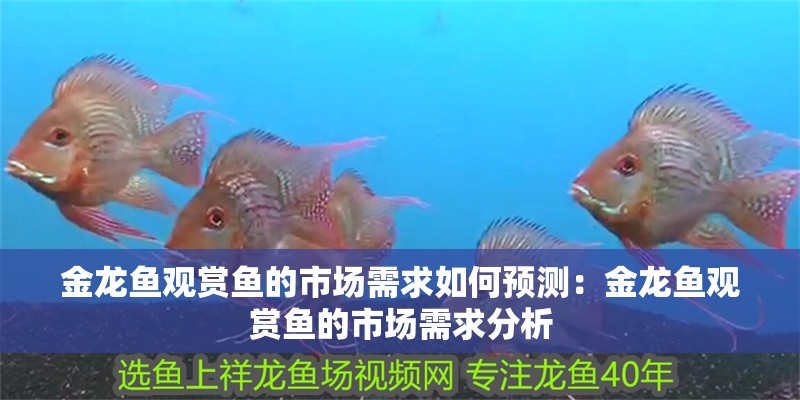 金龍魚(yú)觀賞魚(yú)的市場(chǎng)需求如何預(yù)測(cè)：金龍魚(yú)觀賞魚(yú)的市場(chǎng)需求分析