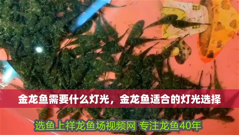 金龍魚需要什么燈光，金龍魚適合的燈光選擇 金龍魚需要什么燈光，金龍魚適合的燈光選擇 龍魚百科 第2張