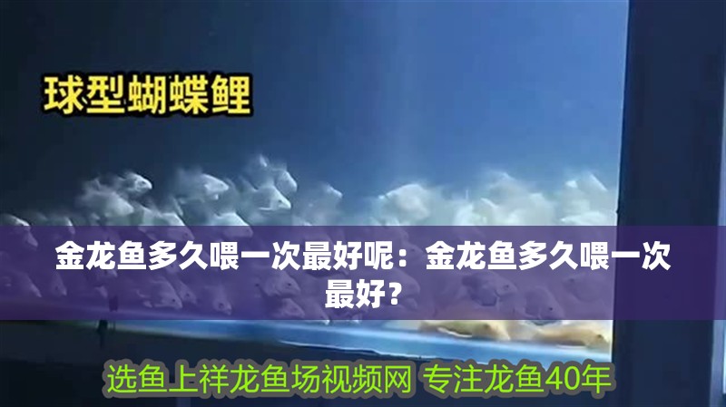 金龍魚多久喂一次最好呢：金龍魚多久喂一次最好？