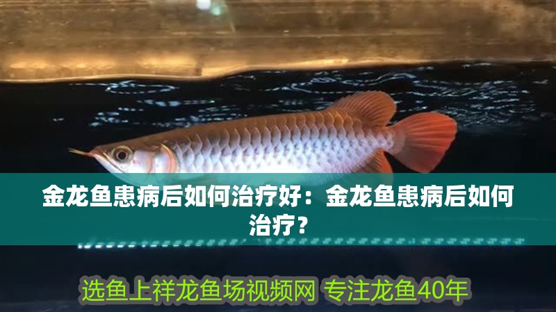 金龍魚患病后如何治療好：金龍魚患病后如何治療？
