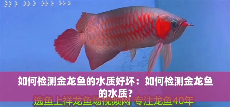 如何檢測金龍魚的水質(zhì)好壞：如何檢測金龍魚的水質(zhì)？