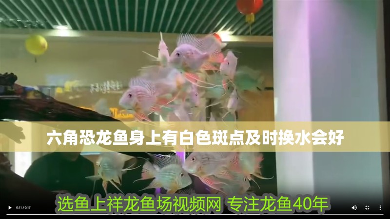 六角恐龍魚身上有白色斑點及時換水會好