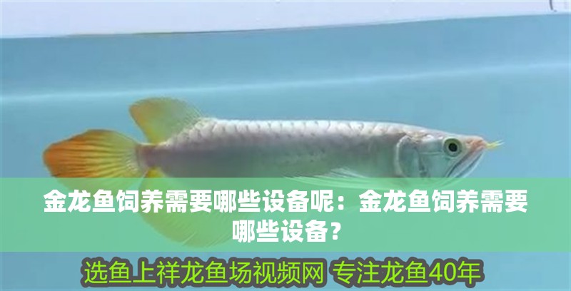 金龍魚飼養(yǎng)需要哪些設備呢：金龍魚飼養(yǎng)需要哪些設備？