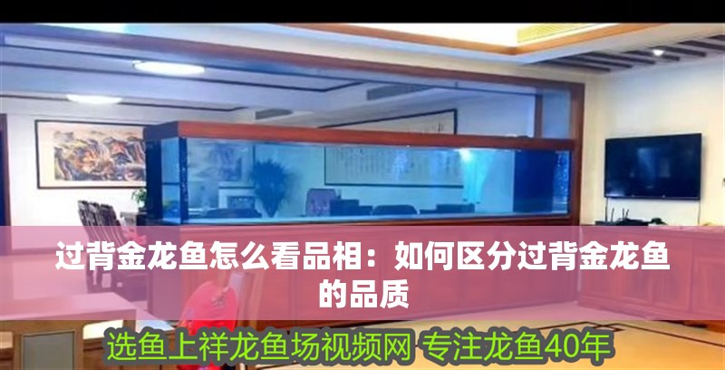 過背金龍魚怎么看品相：如何區分過背金龍魚的品質