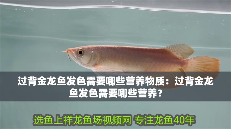 過背金龍魚發(fā)色需要哪些營養(yǎng)物質：過背金龍魚發(fā)色需要哪些營養(yǎng)？