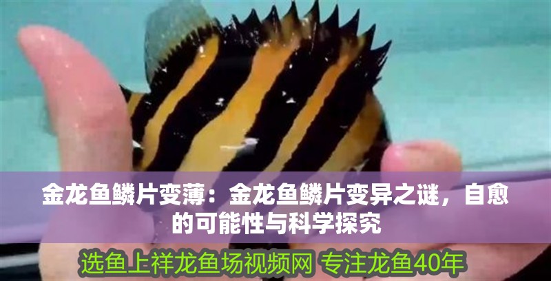 金龍魚鱗片變薄：金龍魚鱗片變異之謎，自愈的可能性與科學探究