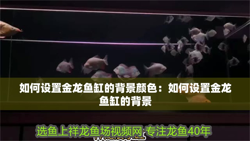 如何設(shè)置金龍魚缸的背景顏色：如何設(shè)置金龍魚缸的背景