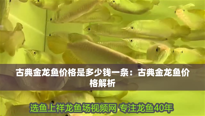 古典金龍魚價格是多少錢一條：古典金龍魚價格解析