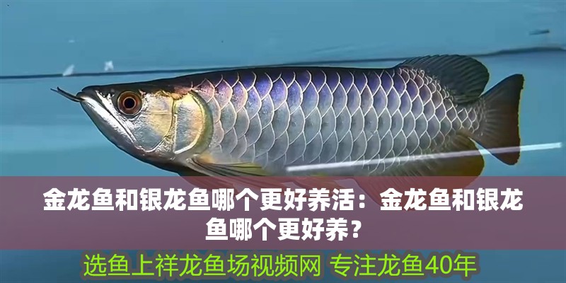 金龍魚和銀龍魚哪個更好養活：金龍魚和銀龍魚哪個更好養？