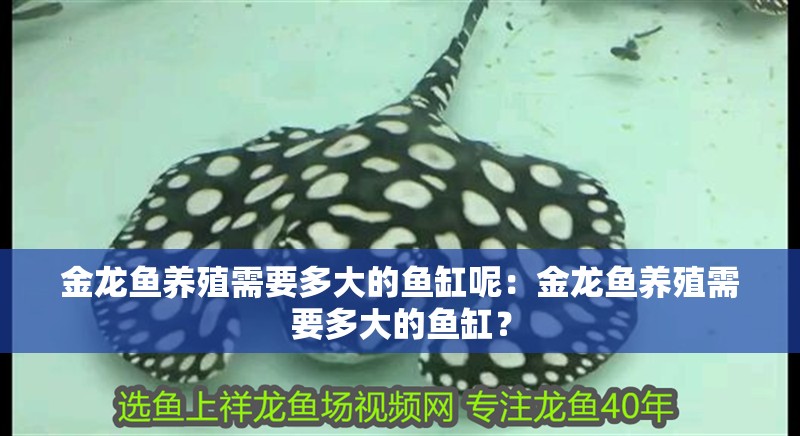 金龍魚養殖需要多大的魚缸呢：金龍魚養殖需要多大的魚缸？