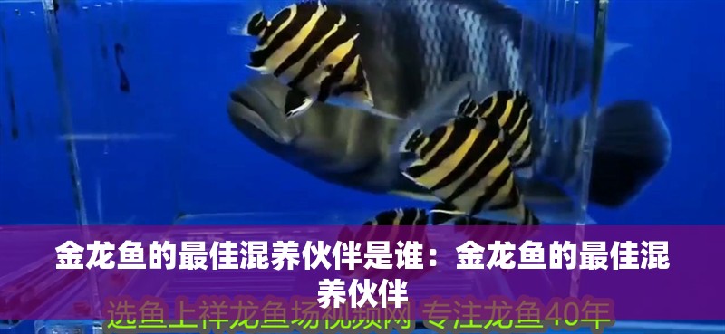 金龍魚的最佳混養(yǎng)伙伴是誰：金龍魚的最佳混養(yǎng)伙伴