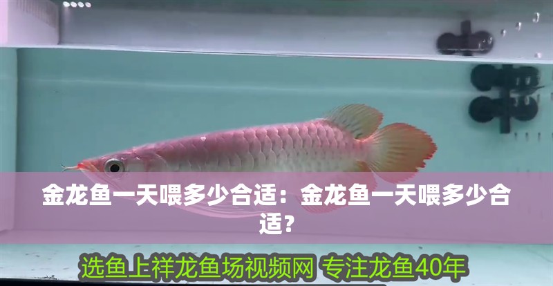 金龍魚一天喂多少合適：金龍魚一天喂多少合適？