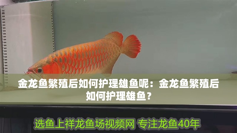 金龍魚繁殖后如何護理雄魚呢：金龍魚繁殖后如何護理雄魚？