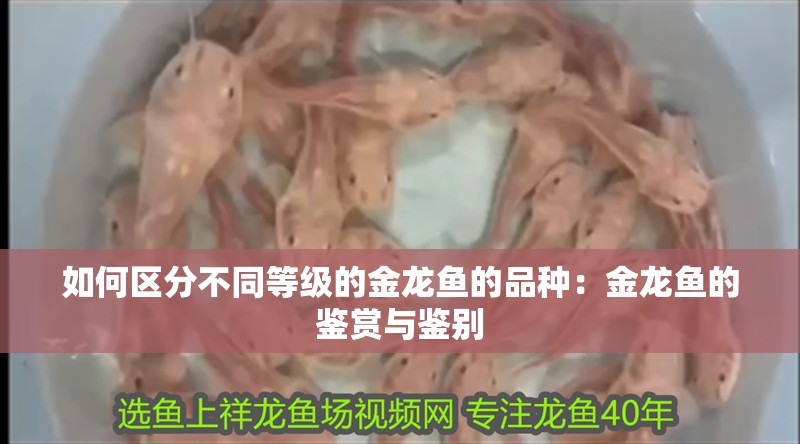 如何區分不同等級的金龍魚的品種：金龍魚的鑒賞與鑒別