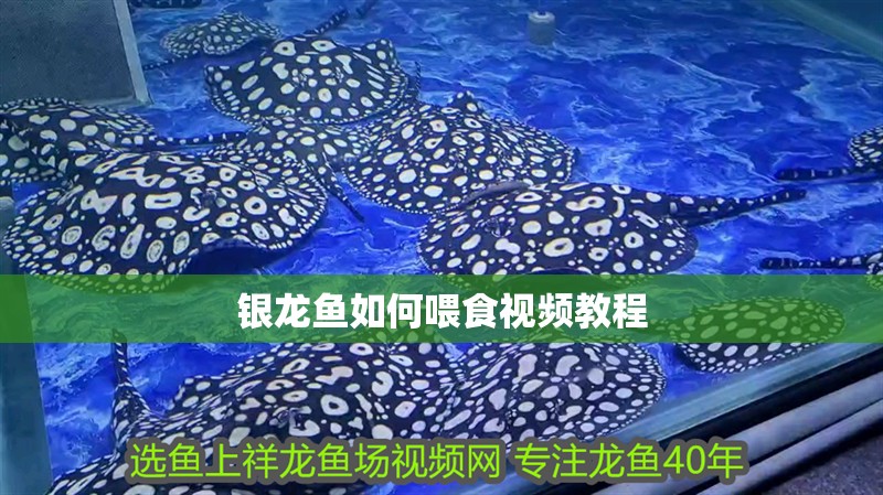銀龍魚(yú)如何喂食視頻教程
