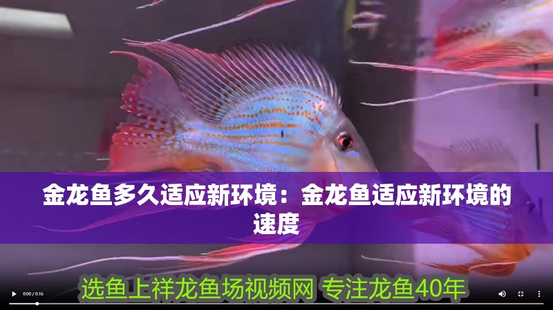 金龍魚多久適應(yīng)新環(huán)境：金龍魚適應(yīng)新環(huán)境的速度