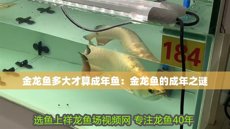 金龍魚多大才算成年魚：金龍魚的成年之謎