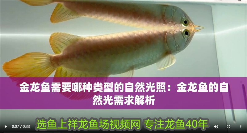 金龍魚(yú)需要哪種類(lèi)型的自然光照：金龍魚(yú)的自然光需求解析