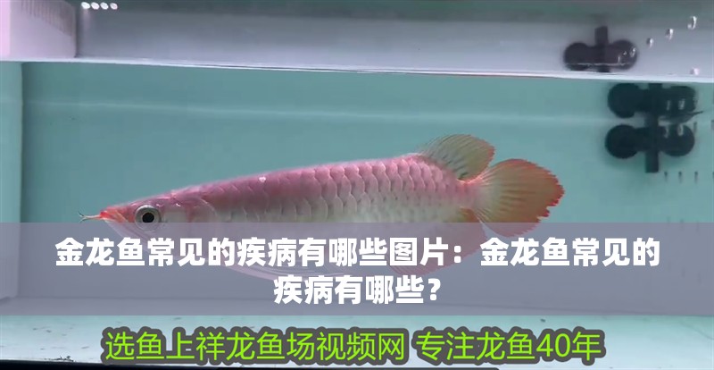金龍魚常見的疾病有哪些圖片：金龍魚常見的疾病有哪些？