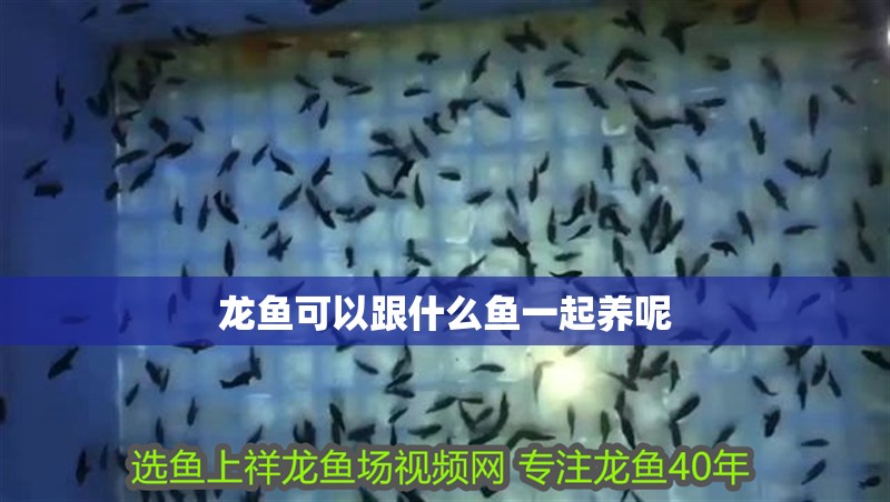 龍魚可以跟什么魚一起養呢