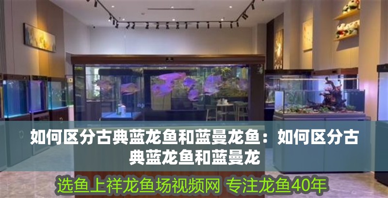 如何區(qū)分古典藍(lán)龍魚和藍(lán)曼龍魚：如何區(qū)分古典藍(lán)龍魚和藍(lán)曼龍