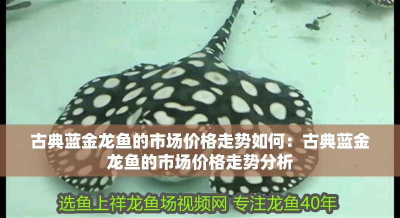 古典藍金龍魚的市場價格走勢如何：古典藍金龍魚的市場價格走勢分析