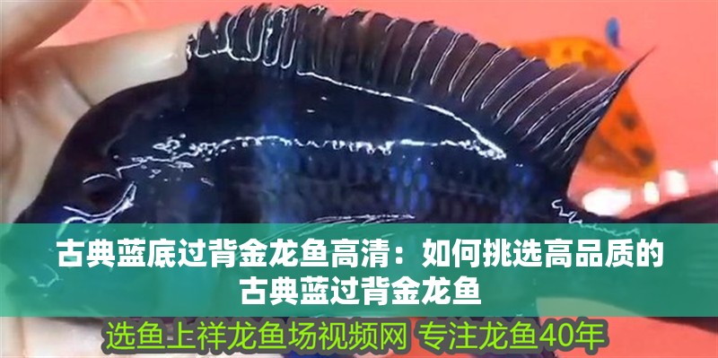古典藍底過背金龍魚高清：如何挑選高品質的古典藍過背金龍魚