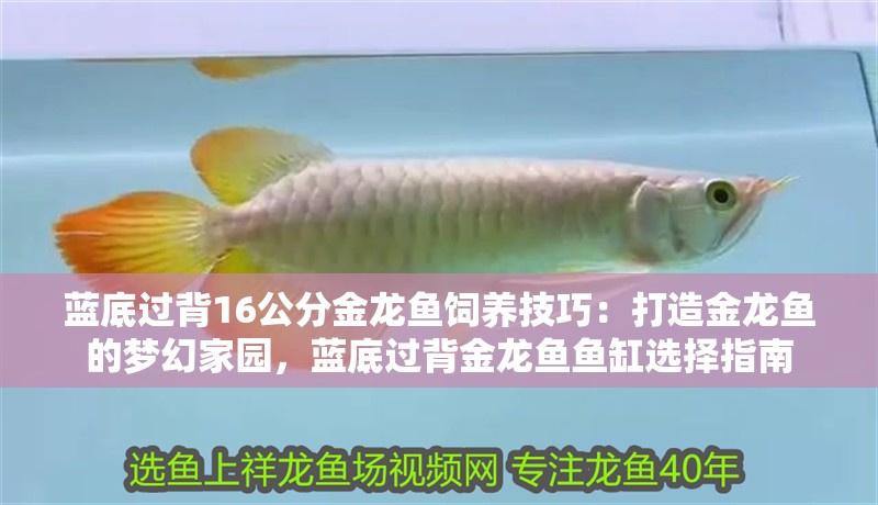 藍(lán)底過(guò)背16公分金龍魚(yú)飼養(yǎng)技巧：打造金龍魚(yú)的夢(mèng)幻家園，藍(lán)底過(guò)背金龍魚(yú)魚(yú)缸選擇指南