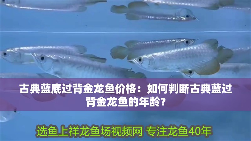 古典藍底過背金龍魚價格：如何判斷古典藍過背金龍魚的年齡？