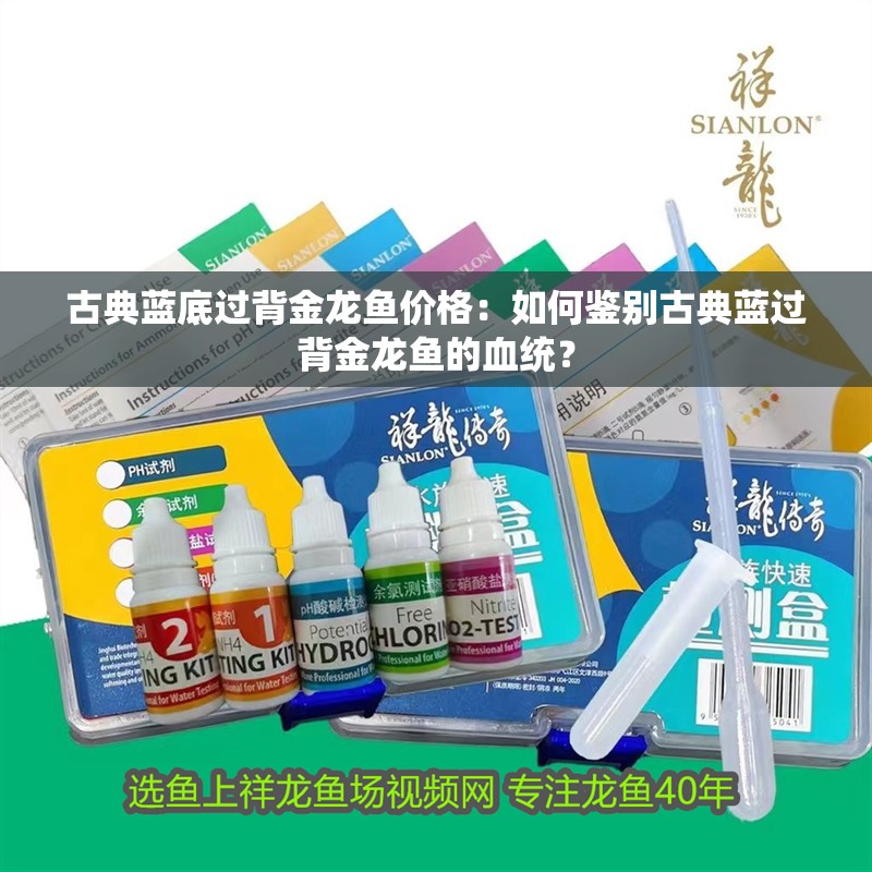 古典藍底過背金龍魚價格：如何鑒別古典藍過背金龍魚的血統？