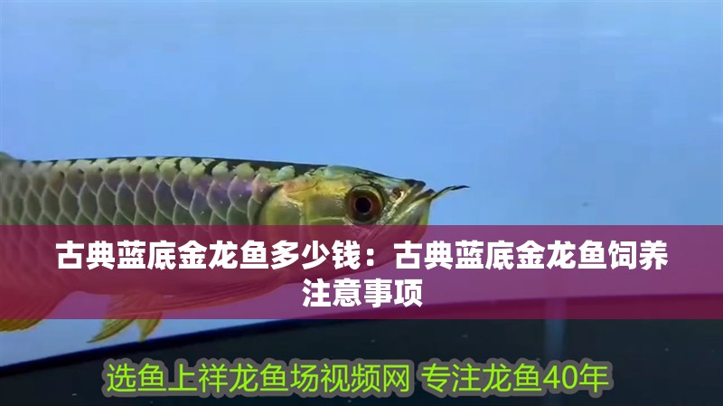 古典藍底金龍魚多少錢：古典藍底金龍魚飼養注意事項