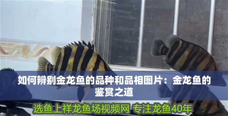 如何辨別金龍魚(yú)的品種和品相圖片：金龍魚(yú)的鑒賞之道