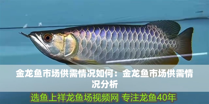 金龍魚市場(chǎng)供需情況如何：金龍魚市場(chǎng)供需情況分析