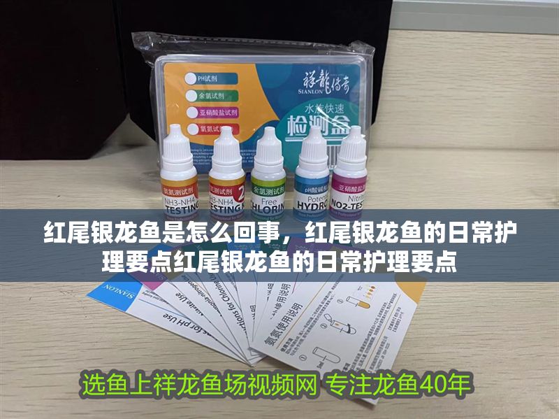 紅尾銀龍魚是怎么回事，紅尾銀龍魚的日常護理要點紅尾銀龍魚的日常護理要點 紅尾銀龍魚是怎么回事，紅尾銀龍魚的日常護理要點紅尾銀龍魚的日常護理要點 龍魚百科 第1張