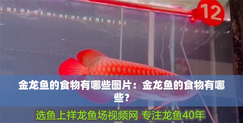 金龍魚的食物有哪些圖片：金龍魚的食物有哪些？