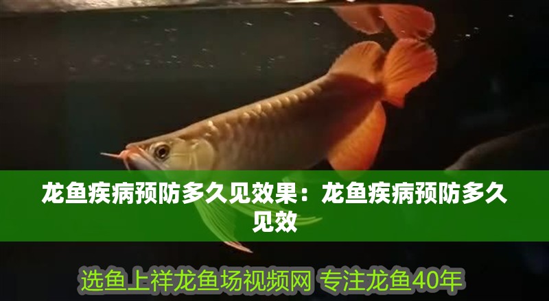 龍魚疾病預防多久見效果：龍魚疾病預防多久見效