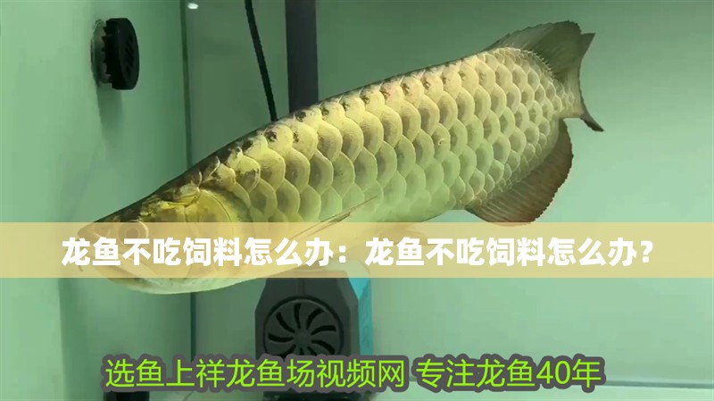 龍魚不吃飼料怎么辦：龍魚不吃飼料怎么辦？ 龍魚不吃飼料怎么辦：龍魚不吃飼料怎么辦？ 水族問答