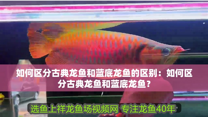 如何區分古典龍魚和藍底龍魚的區別：如何區分古典龍魚和藍底龍魚？