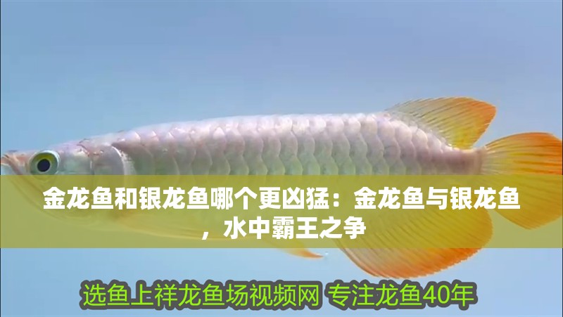 金龍魚和銀龍魚哪個更兇猛：金龍魚與銀龍魚，水中霸王之爭