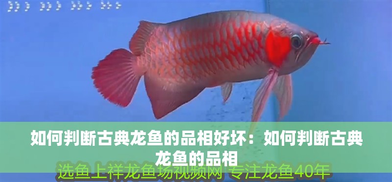 如何判斷古典龍魚的品相好壞：如何判斷古典龍魚的品相