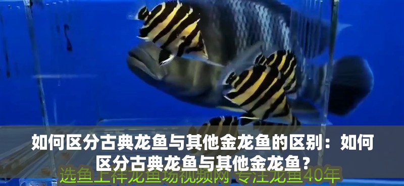 如何區分古典龍魚與其他金龍魚的區別：如何區分古典龍魚與其他金龍魚？