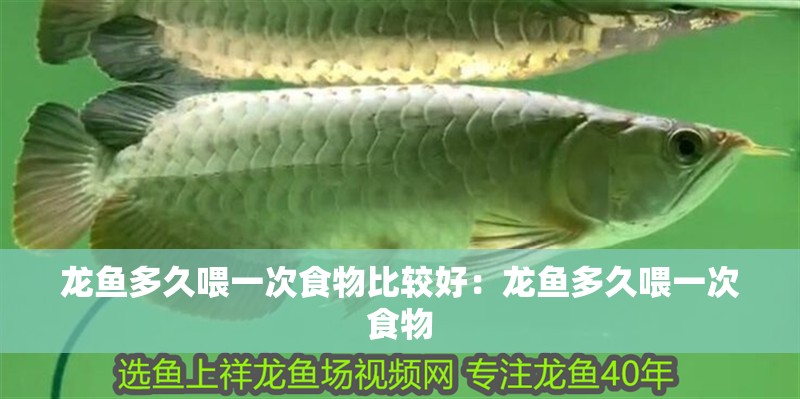 龍魚多久喂一次食物比較好：龍魚多久喂一次食物
