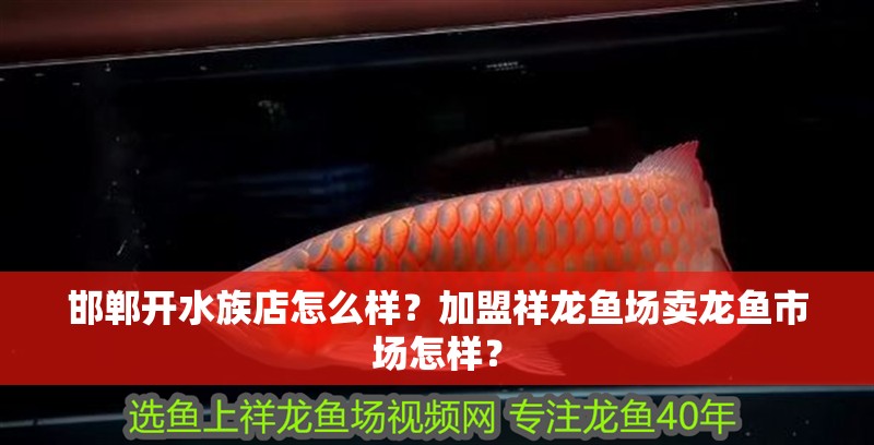 邯鄲開水族店怎么樣？加盟祥龍魚場賣龍魚市場怎樣？