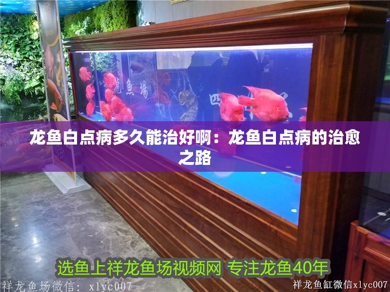 龍魚白點病多久能治好啊：龍魚白點病的治愈之路